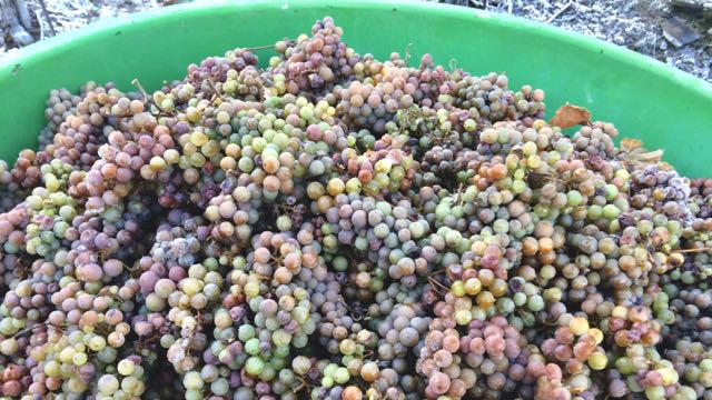 2016 Eiswein Traubenlese